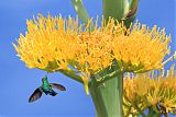 Green-throated Caribborder=